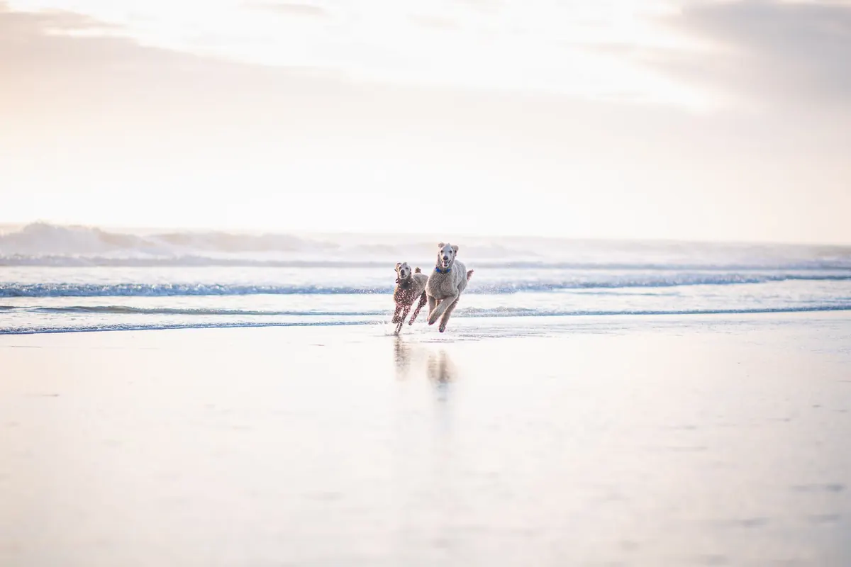 Dog-Friendly Beach Guide: Tide Times, Zones and Summer Bans to Check
